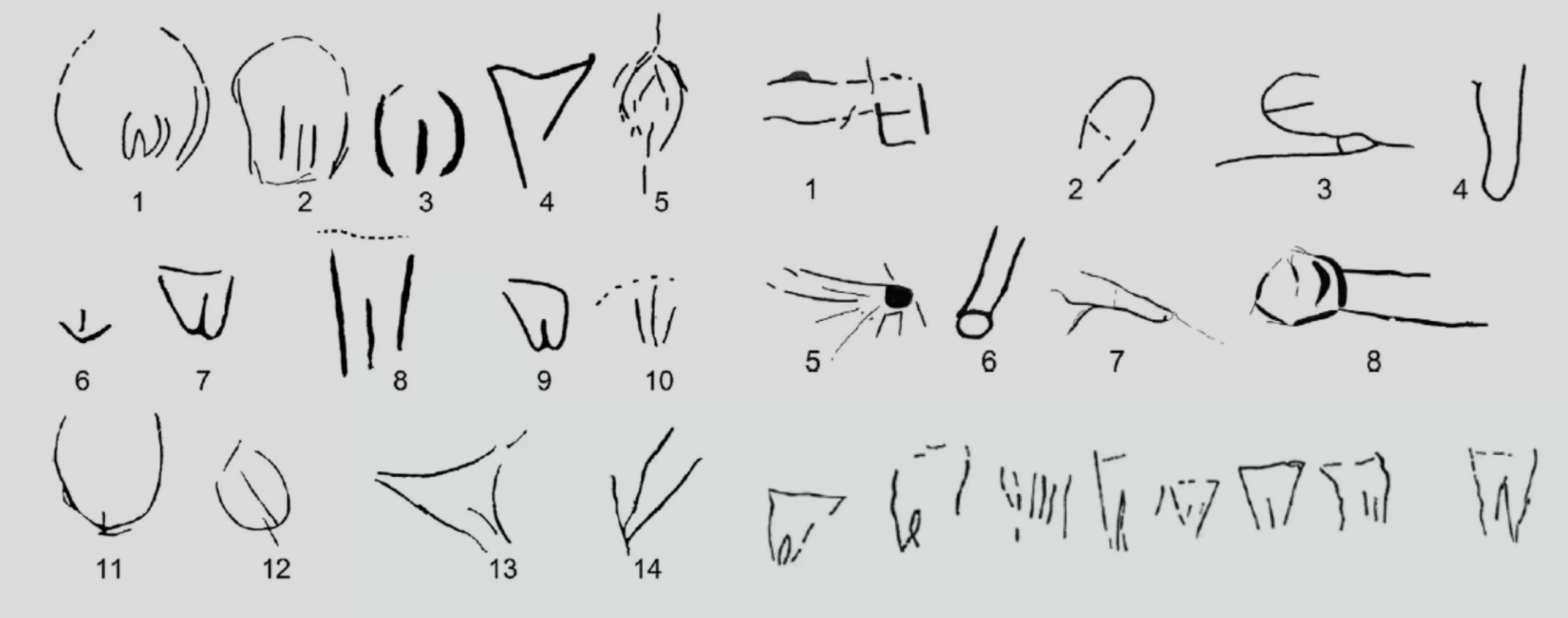 gravues-vulves-bites